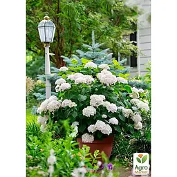 Саджанець Agro-Market Гортензія крупнолиста 2-річна The Bride висота саджанця 20-40 см (179732) 1 шт. в упаковці - мініатюра 4