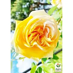 Троянда плетиста Agro-Market Хортиця саджанець класу АА+ вищий сорт 1 шт. в упаковці (178695) - мініатюра 2