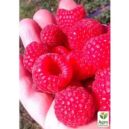 Саджанець Agro-Market Малина Полана вкорінена в контейнері (ремонтантний сорт) (182755) 1 шт. - мініатюра 2
