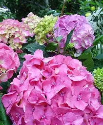 Гортензія Agro-Market Pink wonder крупнолиста рожева 1 саджанець в упаковці (44820) - мініатюра 3
