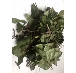 Плющ Трава Hedera helix - мініатюра 1