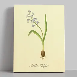 Інтер'єрна картина Ботанічна ілюстрація, Scilla Bifolia, ботаніка, інтер'єрний декор, 60×45 см (id7155)