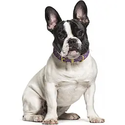 Нашийник для собак BronzeDog Barksi Classic Море шкіряний одинарний з золотим тисненням M 28-36х1.7 см фіолетовий - мініатюра 4