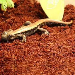 Тропічний субстрат Komodo Tropical Terrain 6 л (U46015) для терраріумів із високою вологістю - мініатюра 4