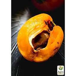 Саджанець Agro-Market Мушмула Японська (літній сорт) (25575) - мініатюра 2