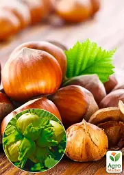 Саджанець Agro-Market Фундук Барселонський (перехресне запилення, садити по 2 шт.) 1 шт. в упаковці (44829) - мініатюра 2