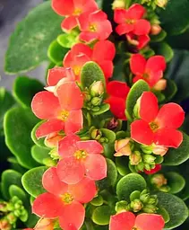 Саджанець Agro-Market Каланхое Блоссфельда Red (Kalanchoe Blossfeldiana) (50625) 1 шт. в упаковці - мініатюра 2