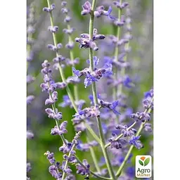 Перовскія лебедолистна Agro-Market Blue Steel" вазон С2 (183705) 1 саджанець в упаковці  - мініатюра 2