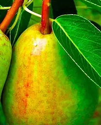Саджанець Agro-Market Груша Вродлива (осінній сорт, середній термін дозрівання) (35454) 1 шт. в упаковці - мініатюра 2
