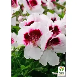 Саджанець Agro-Market Пеларгонія Королівська Novita Classic White Star (176673) 1 шт. в упаковці - мініатюра 2
