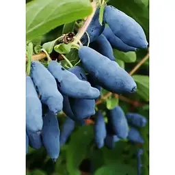 Саджанець Agro-Market Жимолость Вітамінна (ранній термін дозрівання, має високу стійкість до захворювань) 1 шт. в упаковці (19928) - мініатюра 3