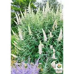 Саджанець Agro-Market Буддлея Давида White Profusion (51753) (Корневище) 1 шт. в упаковці - мініатюра 2
