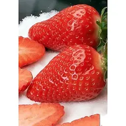 Саджанець Agro-Market Полуниця Джолі (Joly) 5шт (середній термін дозрівання) (25734) - мініатюра 3