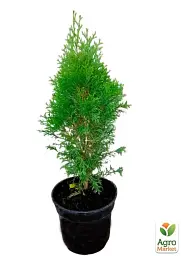 Саджанець Agro-Market Туя 3-річна західна Smaragd S3 висота 40-60 см 1 шт. в упаковці (62794) - мініатюра 3