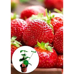 Саджанець Agro-Market LMTD Полуниця-суниця Korona (гібрид, ранній термін дозрівання) з Нідерландів 1 шт. в упаковці (152494) - мініатюра 2