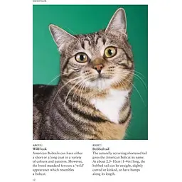 Cat Breeds: Characteristics, Breeds, Care, Origins - Фотопулос Джуліанна - мініатюра 3