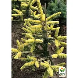 Саджанець Agro-Market Ялиця 3-х річна східна Aurea висота 20-30 см (166986) - мініатюра 4