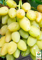 Саджанець Agro-Market Виноград Мускат Оттонель №1 (винний сорт, ранній термін дозрівання, має багатющий мускатний смак) 1 шт. в пакуванні (44310) - мініатюра 2
