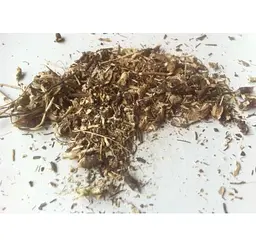 Ехінaцея пурпурова Корінь Рудбекія Purple echinacea