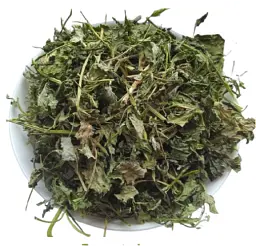 Лобода остиста Трава Chenopodium aristatum