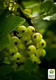 Саджанець Agro-Market Порічка (смородина) жовта Зітавія Zitаvia) середній термін дозрівання) 1 шт. в пакуванні (44865) - мініатюра 3