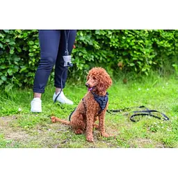 Шлея Trixie CityStyle H-harness для собак бавовна L-XL 75-120 см 25 мм чорний - мініатюра 4