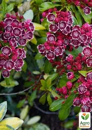 Саджанець Agro-Market Кальмія latifolia Kaleidoscope 1 шт. в упаковці (182203) - мініатюра 3