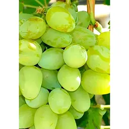 Саджанець Agro-Market Виноград Монарх (ранньо - середній, дуже велика ягода) 1 шт. в упаковці (20043) - мініатюра 3