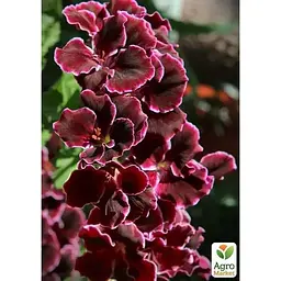 Саджанець Agro-Market Пеларгонія Королівська Aristo Black Beauty (116145) 1 шт. в упаковці - мініатюра 2