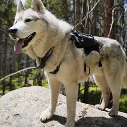 Рюкзак для собак Ultimate Direction Dog Vest V2 L Чорний-Сірий - мініатюра 4
