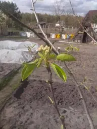 Саджанець Agro-Market Груша Бере Київська (зимовий сорт, пізній термін дозрівання) 1 шт. в упаковці (16180) - мініатюра 5