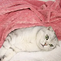 Плед для тварин Soft Warm Fluffy Pet Blanket 60х80 см Рожевий - мініатюра 5