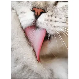 Cats: A Celebration of Our Feline Friends - Фотопулос Джуліанна - мініатюра 4