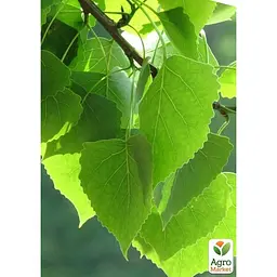 Саджанець Agro-Market Береза лікувальна Міріс (швидко зростаюча, невибаглива) (177474) - мініатюра 5