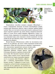 Енциклопедія для допитливих А5 : Хижаки (Українська, 01 КРЕЙДОВАНИЙ ) - мініатюра 5