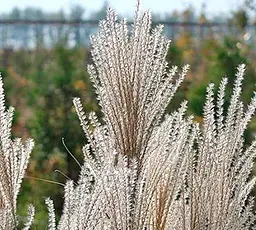 Саджанець Agro-Market Міскантус китайський Gracillimus вазон С2 (176608) 1 шт. в упаковці - мініатюра 2