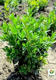 Саджанець Agro-Market Самшит буксус вічнозелений Гармонія (Harmony) (25839) - мініатюра 4