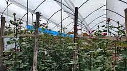 Синя клейова пастка Russell IPM від трипс з малюнком та феромоном (2 рулони 15х100 м) - мініатюра 5