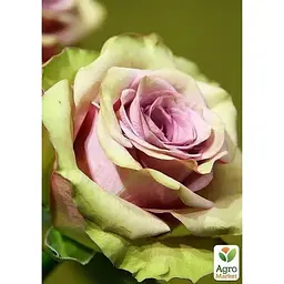 Троянда чайно-гібридна Agro-Market Лакшері Luxury кавова з блискучим листям саджанець класу АА+ преміальний рясно квітучий сорт 1 шт. в упаковці (15981) - мініатюра 2