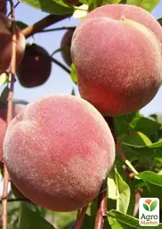 Саджанець Agro-Market Персик Глорія (літній сорт, пізній термін дозрівання) 1 шт. в упаковці (64060) - мініатюра 2
