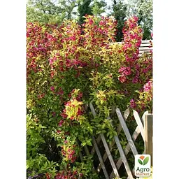 Саджанець Agro-Market Вейгела квітуча 2-річна Golden Jeans С2 висота 20-40 см (153744) 1 шт. в упаковці - мініатюра 2