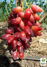 Саджанець Agro-Market Виноград Перцевий червоний (ранній, крупний, врожайний) 1 шт. в пакуванні (153785) - мініатюра 2