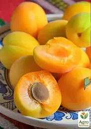 Саджанець Agro-Market Абрикос Улюблений 1 шт. в упаковці (43996) - мініатюра 2
