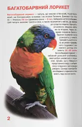 Велика книжка. Папуги - Олег Зав'язкин - мініатюра 2