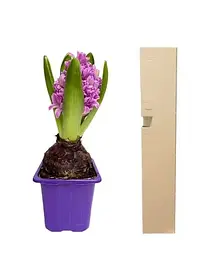 Цибулина Agro-Market Гіацинт Splendid Cornelia 1 шт. в упаковці (50650) - мініатюра 5