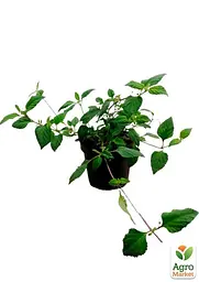 Саджанець Agro-Market Солодка трава ацтеків Lippia dulcus (підсолоджувач, лікарська рослина) 1 шт. в упаковці (72067) - мініатюра 2