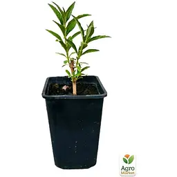 Саджанець Agro-Market Буддлея Давида Adonis Blue С3 висота 20-40 см (153831) 1 шт. в упаковці - мініатюра 4