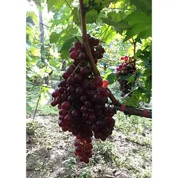 Саджанець Agro-Market Виноград Рубі Сідліс (кишмиш) 1 шт. в упаковці (42976) - мініатюра 3