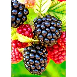 Саджанець Agro-Market Ожина рання (найсмачніший сорт в світі!) Небеса можуть почекати (Heaven Can Wait) 1 шт. в упаковці (36262) - мініатюра 2