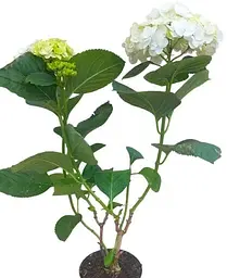 Гортензія Agro-Market Doppio Bianco Hydrangea macrophylla квітуча крупнолиста вазон С15 1 саджанець в упаковці - мініатюра 2